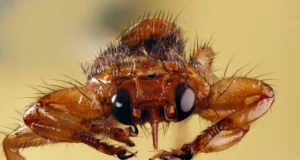 Esta mosca sugadora de sangue sacrifica sua visão depois de encontrar um hospedeiro