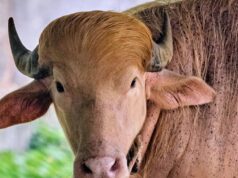 Búfalo branco apelidado de ‘Donald Trump’ atrai multidões ao zoológico de Bangladesh