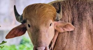 Búfalo branco apelidado de ‘Donald Trump’ atrai multidões ao zoológico de Bangladesh