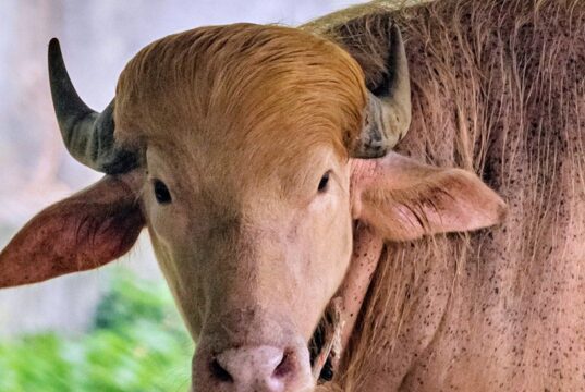 Búfalo branco apelidado de ‘Donald Trump’ atrai multidões ao zoológico de Bangladesh