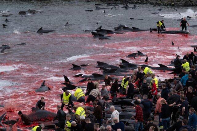 faroe-island-dolphines-comp.jpg