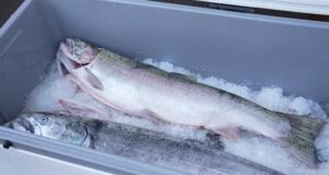 Uma petição para proibir a caça e a pesca no Oregon ganhou força com 125 mil assinaturas.