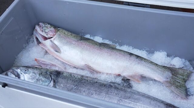 generic-salmon-northwest-fish-hogs-11082025.jpg