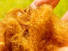 O lendário tecido dourado, perdido há 2.000 anos, voltou