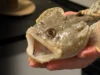 A saúde do oceano pode depender de um minúsculo micróbio dentro de um peixe