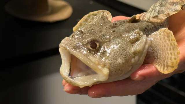 gulf-toadfish-opsanus-beta.webp.webp