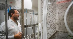 Google está pedindo permissão para atirar em milhões de mosquitos na Califórnia, Flórida