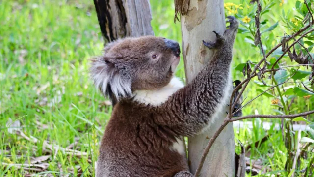 koala-tree.webp.webp