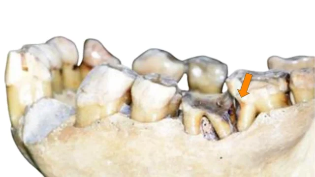 orangutan-teeth-toothpick-groove.webp.webp