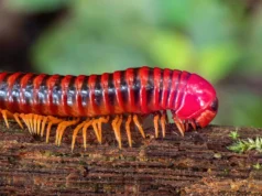 As centopéias precederam os vertebrados em 80 milhões de anos