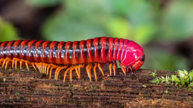 red-banded-millipede-trigoniulus-corallinus.webp.webp