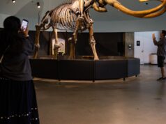 Adeus, meu Smilodon: os poços de alcatrão de La Brea serão fechados por dois anos