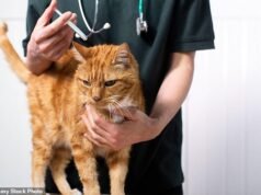 Metade dos donos de animais de estimação tem uma conta poupança para seu amigo peludo com £ 1.000 economizados