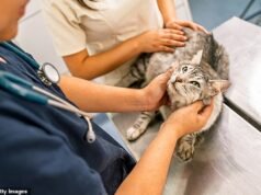 JEFF PRESTRIDGE: Aqui está meu conselho urgente para qualquer dono de animal de estimação preocupado com o aumento dos custos do veterinário