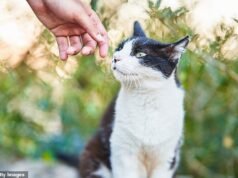Recolhi um gato perdido que não tinha coleira nem microchip. Agora, um mês depois, seu ‘dono’ o quer de volta… mas eu não quero devolvê-lo. DEAN DUNHAM revela a incômoda verdade sobre uma situação muito comum