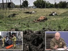 Rússia acusada de despejar carcaças de vacas infectadas com antraz na Ucrânia