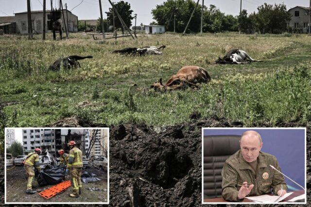 Rússia acusada de despejar carcaças de vacas infectadas com antraz na Ucrânia