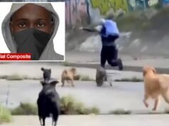 Filhotes heroicos salvam um passeador de cães de uma tentativa de estupro depois que um animal mascarado tenta persegui-lo até um túnel
