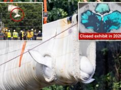 Baleia beluga resgatada de parque de diversões fechado no Canadá