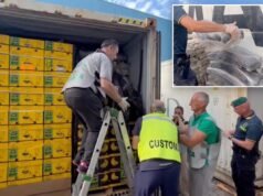 Um carregamento de cocaína de US$ 290 milhões foi encontrado “habilmente escondido” em um grande carregamento de bananas