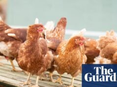 Planos de crescimento do setor avícola colocam em risco a segurança nacional do Reino Unido, alertam ativistas | Agricultura