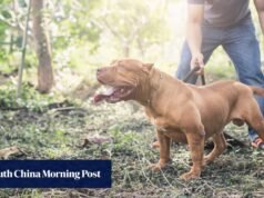 Menina morre após ser mordida por cachorro da família na Alemanha