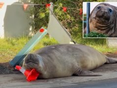 Autoridades australianas estão pedindo aos fãs de Neil the Seal que respeitem a privacidade dos animais na Tasmânia