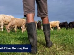 USDA corta vendas de exportação de carne bovina em 90% em meio ao crescente ceticismo em relação aos dados
