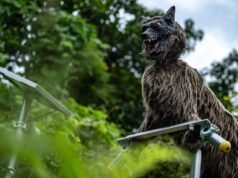 O Japão monitora o número de ursos nas montanhas com câmeras crescentes.