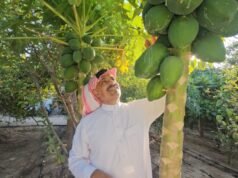 Melhor qualidade e produtividade. Agricultores de Al-Sharqiya aumentam a produção agrícola com variedades híbridas de mamão
