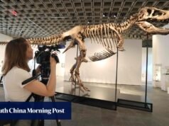 ‘Gus’ T-rex alcança recorde de US$ 50,1 milhões em leilão nos EUA