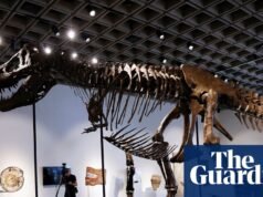 Fóssil de T rex ‘Gus’ é vendido por US$ 50,1 milhões em leilão em Nova York, estabelecendo novo recorde | Nova Iorque