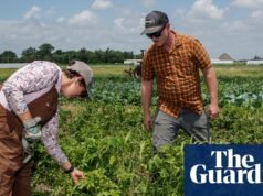 ‘Um tapa na cara’: pequenos agricultores dizem que Trump não se importa com eles | Agricultura