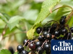 Bagas duras: Ribena busca tornar as groselhas mais resistentes para vencer condições climáticas extremas | Indústria de alimentos e bebidas