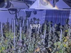 Incêndio em Santa Fé expõe cultivo ilegal de maconha em casa
