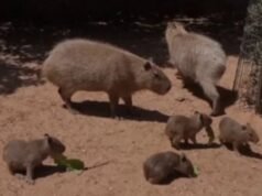 Quatro capivaras chamadas Beatles nasceram no Zoológico de Jerusalém