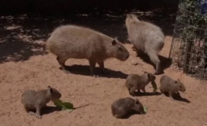 Quatro capivaras chamadas Beatles nasceram no Zoológico de Jerusalém Quatro capivaras chamadas Beatles nasceram no Zoológico de Jerusalém