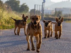 Uma menina de sete anos está em estado crítico após ser atacada por cães vadios na Califórnia.
