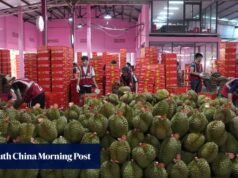 As importações de durian da China provenientes da Tailândia e da Malásia aumentaram à medida que os agricultores enfrentam pressão de excesso.