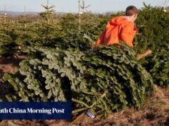 As vozes mais altas nas negociações comerciais EUA-China? Produtores de árvores de Natal