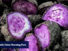 Revelado o herdeiro da cerveja tailandesa, ‘Purple Gold Rush’ do filipino Obe: 7 destaques da Ásia