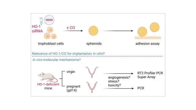 Absence-of-Heme-Oxygenase-1-Affects-Trophoblastic-Spheroid-Implantation-and-Provokes-Dysregulation-o.jpeg
