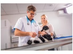 Esta vacina para cachorros tem sucesso quando outras ficam aquém