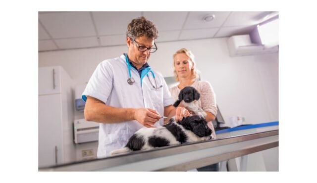 Assessing-Canine-Parvovirus-Vaccine-Performance-in-Puppies-with-Maternally-Derived-Antibody-An-Impro.jpeg