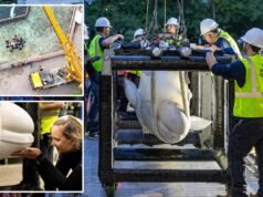 SeaWorld San Antonio recebeu baleias beluga resgatadas do parque temático canadense fechado