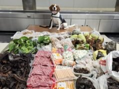 Cachorro CBP encontra 100 quilos de carne e produtos de vida selvagem na Tailândia