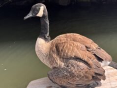As galinhas estão brincando? Os residentes do Lago Oswego afirmam que seu amado ganso foi baleado várias vezes com uma arma de ar comprimido.