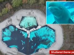 30 baleias beluga serão realocadas do parque Marineland, no Canadá