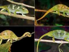 Cientistas descobriram quatro novas espécies de camaleão silvestre nas montanhas de Moçambique
