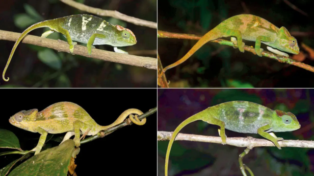 Chameleon-species-1784648543650_d.png